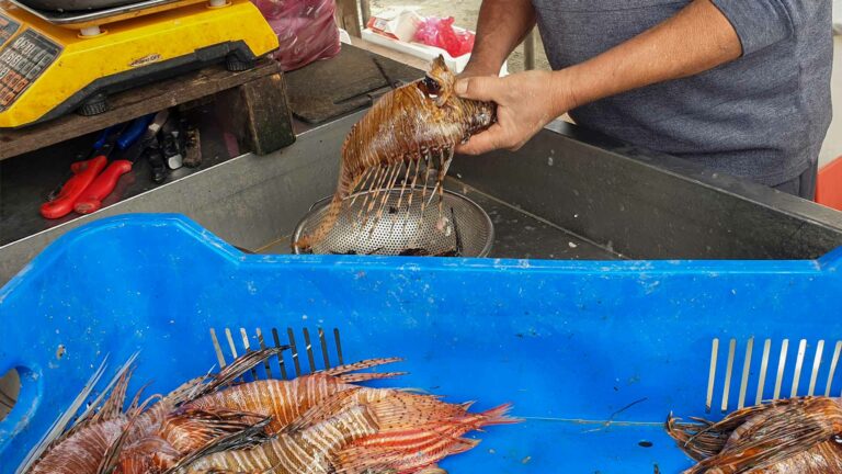 lionfish-preparation-visit-fishing-shelter-cyprus-larnaca